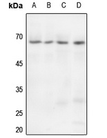 Paxillin Rabbit Polyclonal Antibody