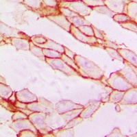 Paxillin Rabbit Polyclonal Antibody