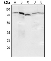 NF-kappaB p65 (Phospho-S536) Antibody