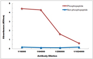 NF-kappaB p65 (Phospho-S536) Antibody