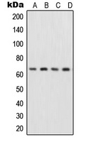 NF-kappaB p65 Rabbit Polyclonal Antibody