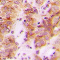 RPL30 Rabbit Polyclonal Antibody