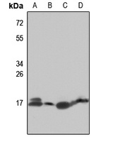 RPL27A Rabbit Polyclonal Antibody