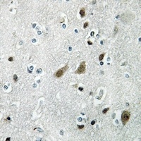 RPL27A Rabbit Polyclonal Antibody