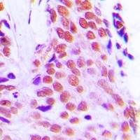 RPL28 Rabbit Polyclonal Antibody