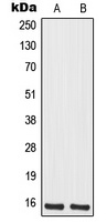 MRPS12 Rabbit Polyclonal Antibody