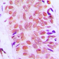 RPS8 Rabbit Polyclonal Antibody