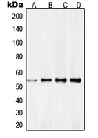 RXR gamma Rabbit Polyclonal Antibody