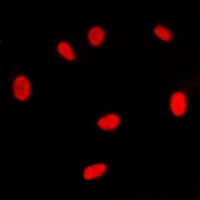 RXR gamma Rabbit Polyclonal Antibody