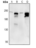 Nav1.7 Rabbit Polyclonal Antibody