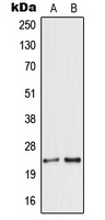 Secretogranin 5 Rabbit Polyclonal Antibody