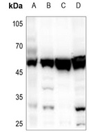 SKP2 Antibody