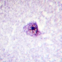 SOX9 (Phospho-S181) Antibody