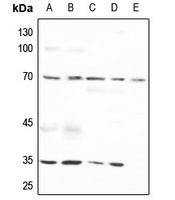 Osteopontin Antibody