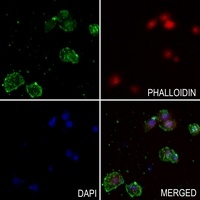 Osteopontin Antibody