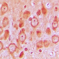 c-SRC (Phospho-S75) Antibody