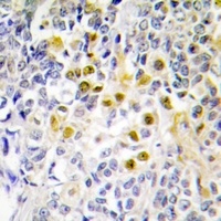 LKB1 (Phospho-S428) Antibody