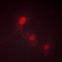 LKB1 (Phospho-S428) Antibody