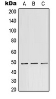 TEAD1 Antibody