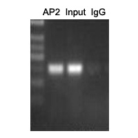 AP2 alpha/beta Antibody
