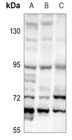 TFE3 Rabbit Polyclonal Antibody