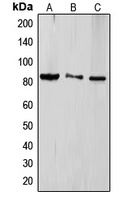 TLE4 Rabbit Polyclonal Antibody