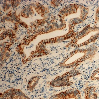 TSPAN8 Antibody
