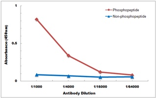 p53 (Phospho-S15) Antibody