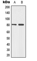 p73 (Phospho-Y99) Antibody