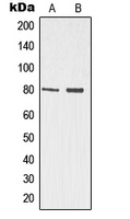 p73 Rabbit Polyclonal Antibody