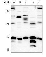 SUMO1 Antibody