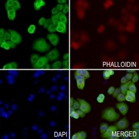 PGP9.5 Rabbit Polyclonal Antibody