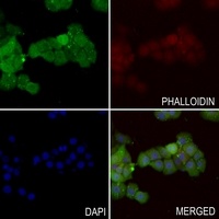 PGP9.5 Rabbit Polyclonal Antibody