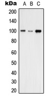 VAV2 Rabbit Polyclonal Antibody