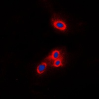 VAV2 Rabbit Polyclonal Antibody