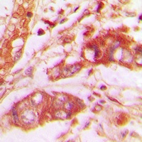 VGF Rabbit Polyclonal Antibody
