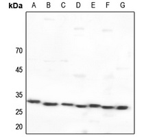 14-3-3 epsilon Antibody