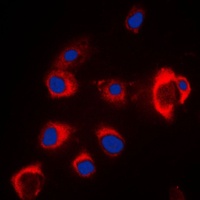 ZIP7 Antibody