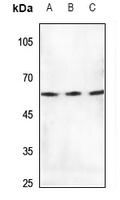 mTERF Rabbit Polyclonal Antibody