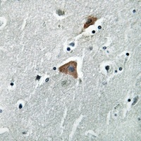 mTERF Rabbit Polyclonal Antibody
