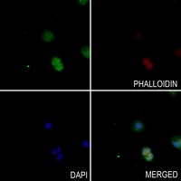 mTERF Rabbit Polyclonal Antibody