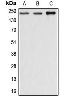 Dysferlin Rabbit Polyclonal Antibody
