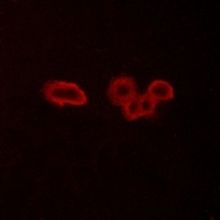 Frizzled 6 Rabbit Polyclonal Antibody