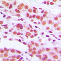 Histone H3 (Phospho-S10) Antibody