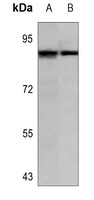 Cullin 3 Antibody