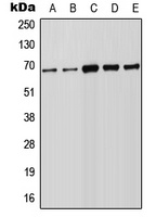 FOXN1 Rabbit Polyclonal Antibody
