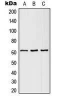 SLC43A1 Rabbit Polyclonal Antibody