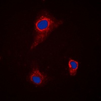 SLC43A1 Rabbit Polyclonal Antibody