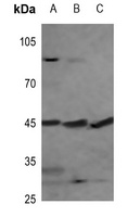 PEX3 Rabbit Polyclonal Antibody
