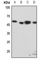EDG6 Rabbit Polyclonal Antibody